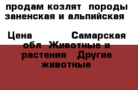 продам козлят, породы заненская и альпийская › Цена ­ 3 000 - Самарская обл. Животные и растения » Другие животные   